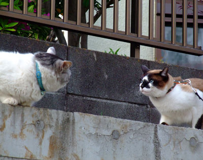 DSCF3096.jpg