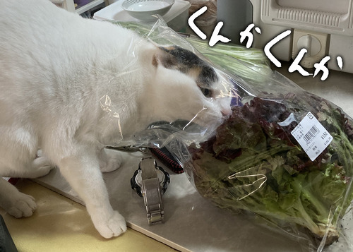 20D0D52F-EBBC-4447-B30D-E290C75EEAC1