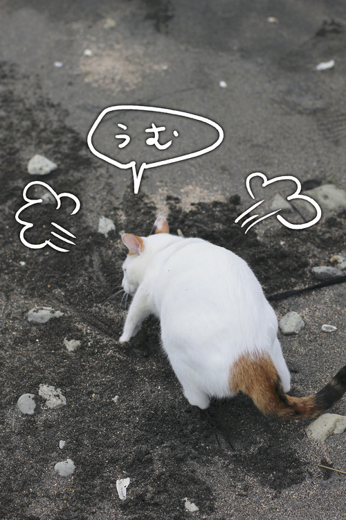 IMG_9631 のコピー