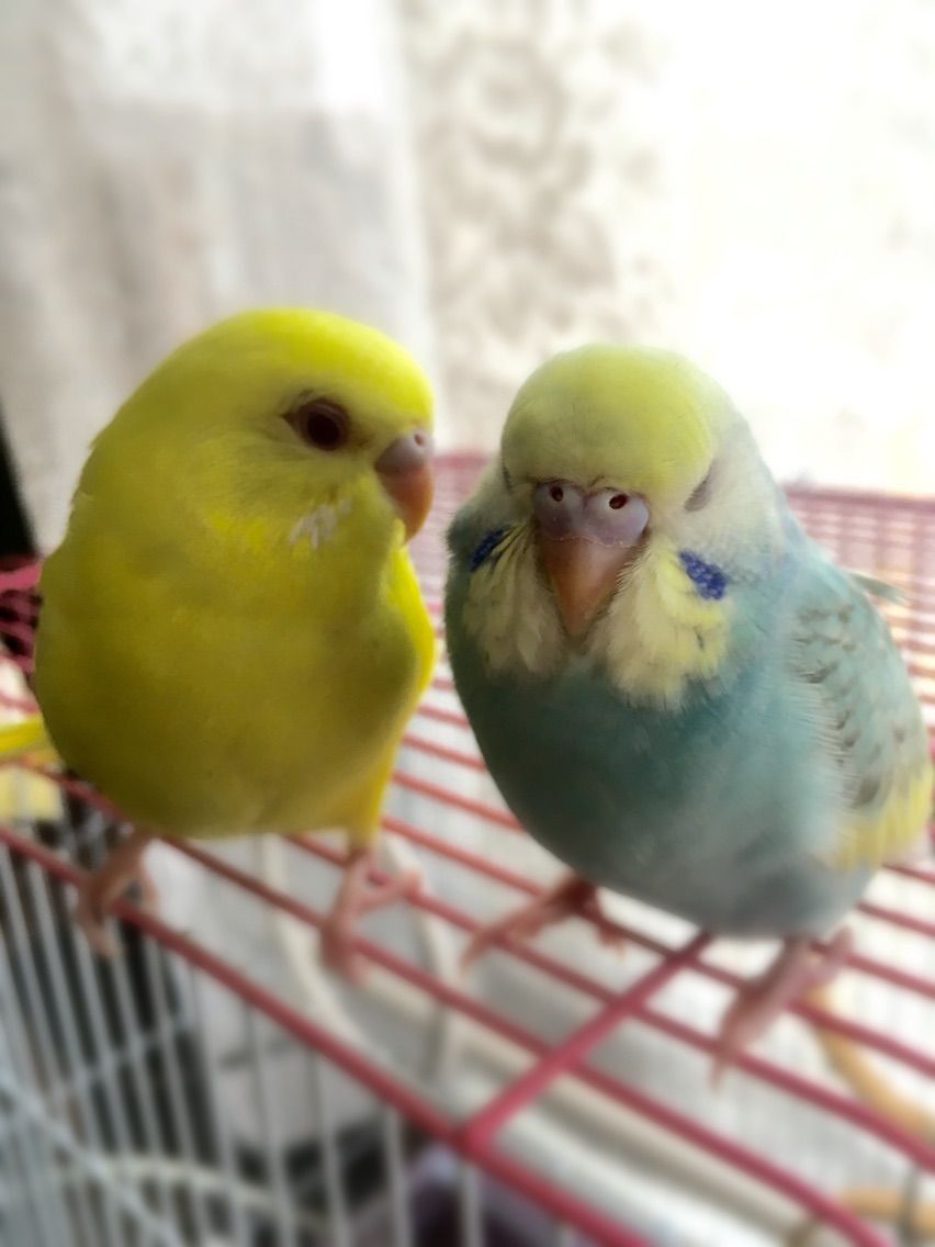 赤ちゃんだった二羽 懐かしいあの頃 はちみつ屋さんのインコちゃん
