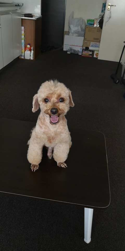 トイプードルのサマーカット 年夏号 トイプーポッチャマ