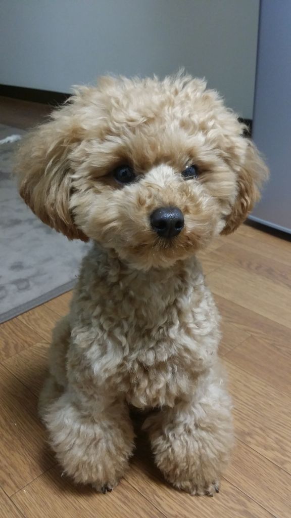 トイプーポッチャマ トイプードルの退色 色薄くなる