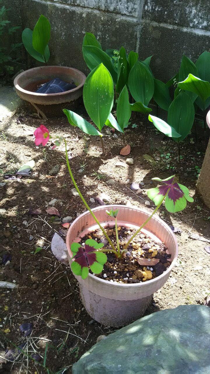 順調に生育中 Angelaとかラルクグッズとか 虹色雑記帳