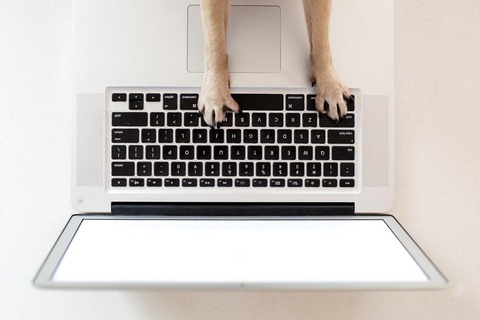 business-dog-paws-on-keyboard_925x