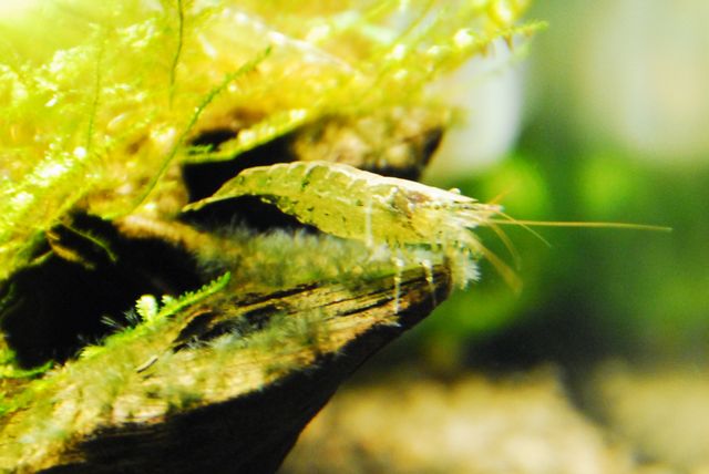 コケ駆逐艦隊 アルジーライムシュリンプ えびblog