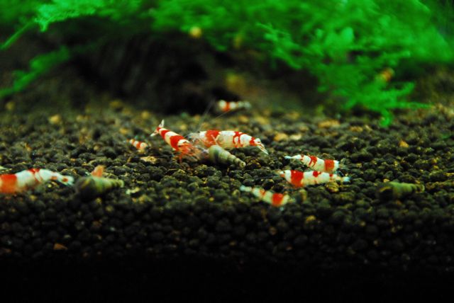 カワニナの行方 えびblog カワニナの行方 えびblog