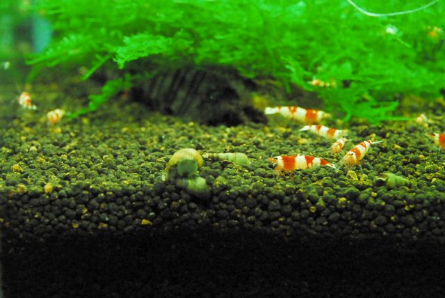 カワニナの行方 えびblog