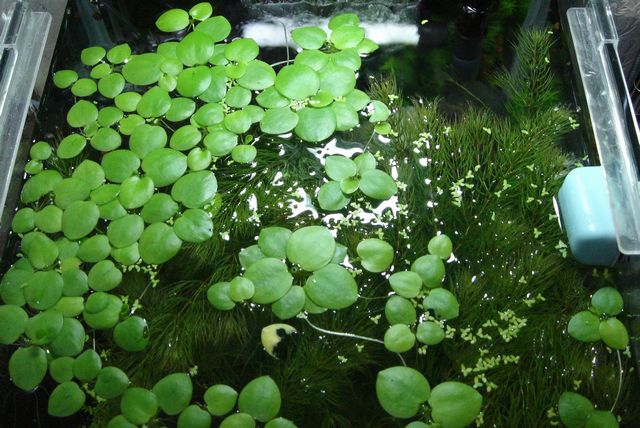 マツモ伐採 えびblog マツモ伐採 えびblog