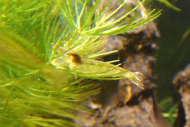 コケ駆逐艦隊 アルジーライムシュリンプ えびblog