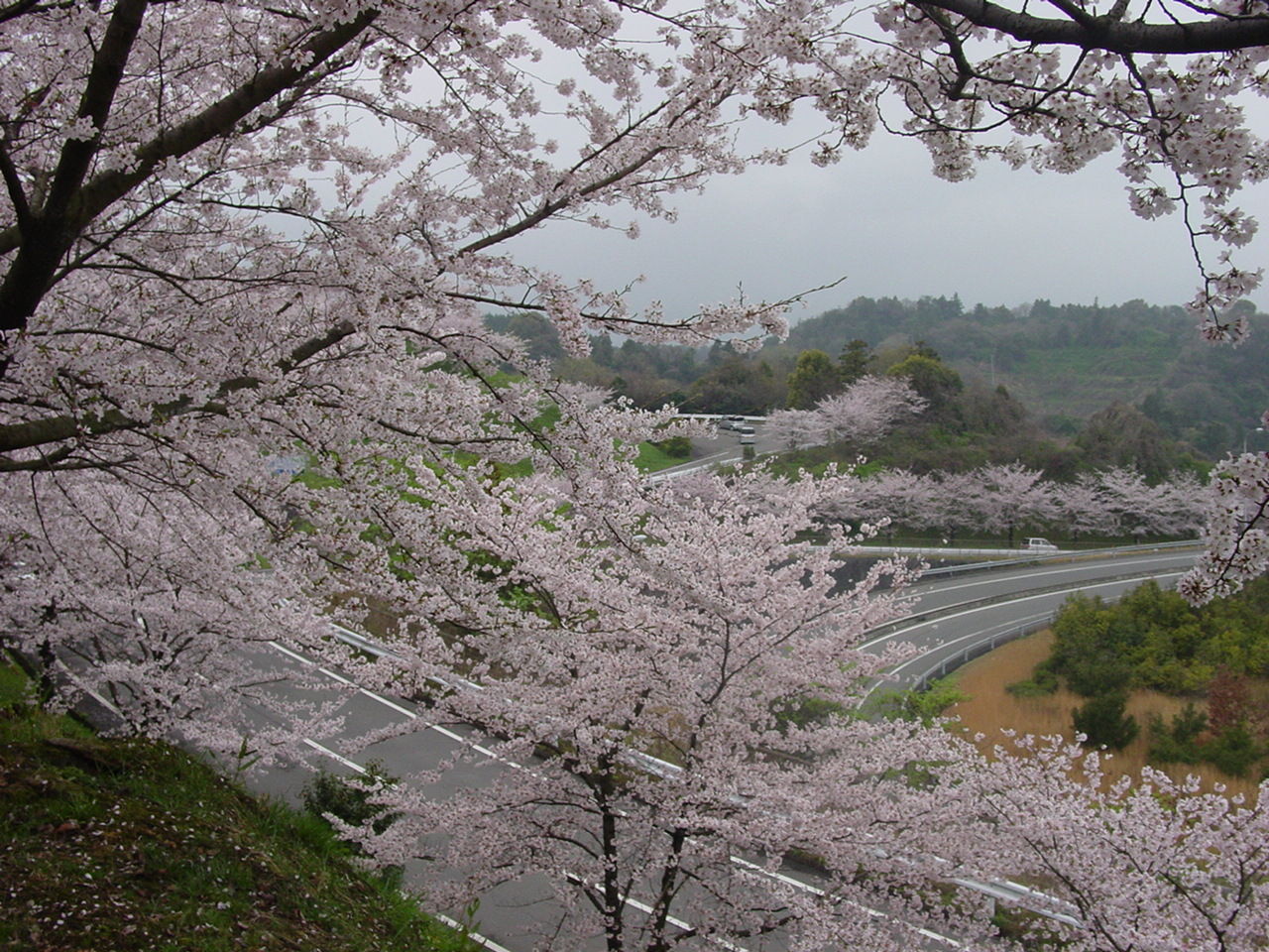 散る桜 残る桜も 散る桜 Pitibo00のブログ 散る桜 残る桜も 散る桜 Pitibo00のブログ