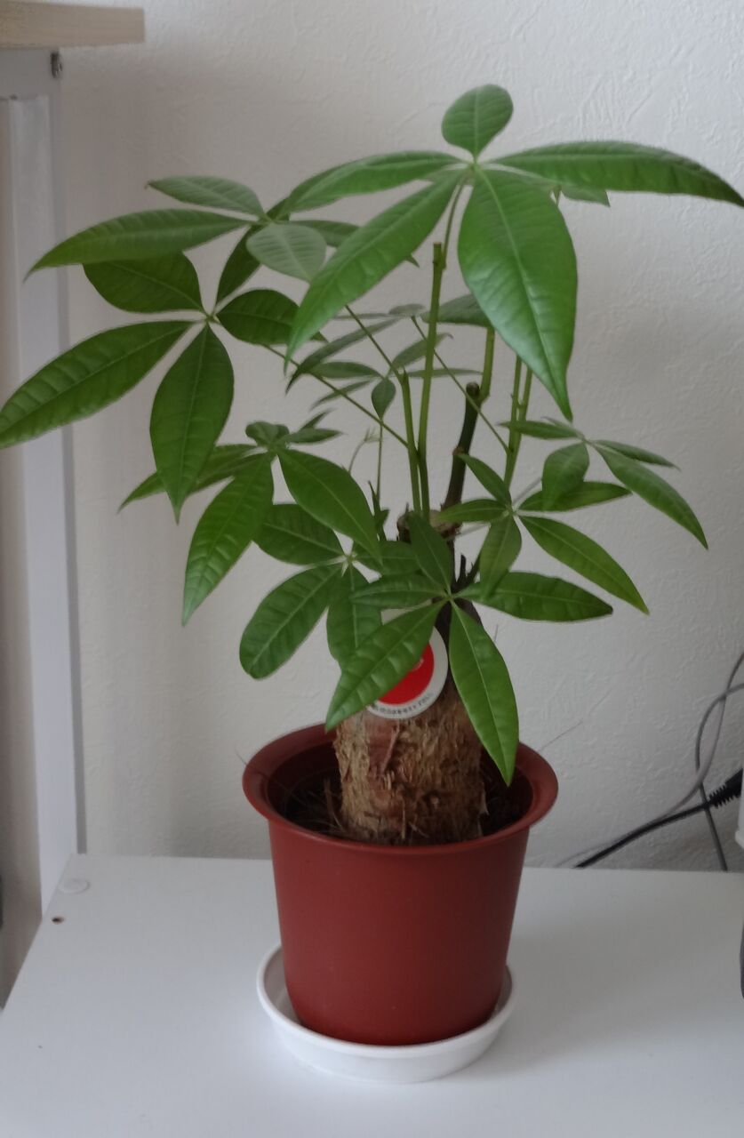 観葉植物から癒しと良い運気をもらおう 今日はパキラの剪定を ぴったりライフ