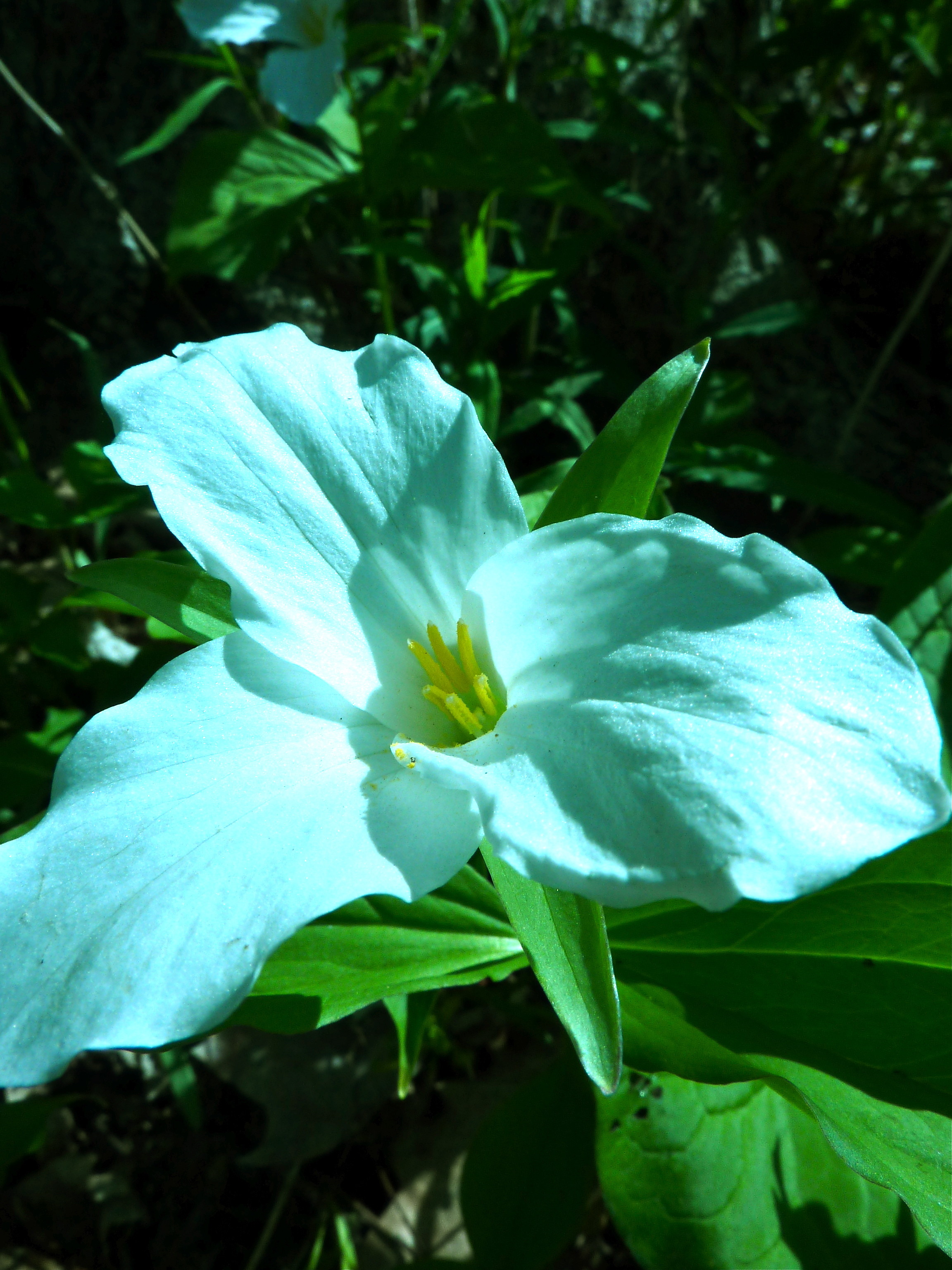 5月の花たち 風の便りfrom Michigan 5月の花たち 風の便りfrom Michigan