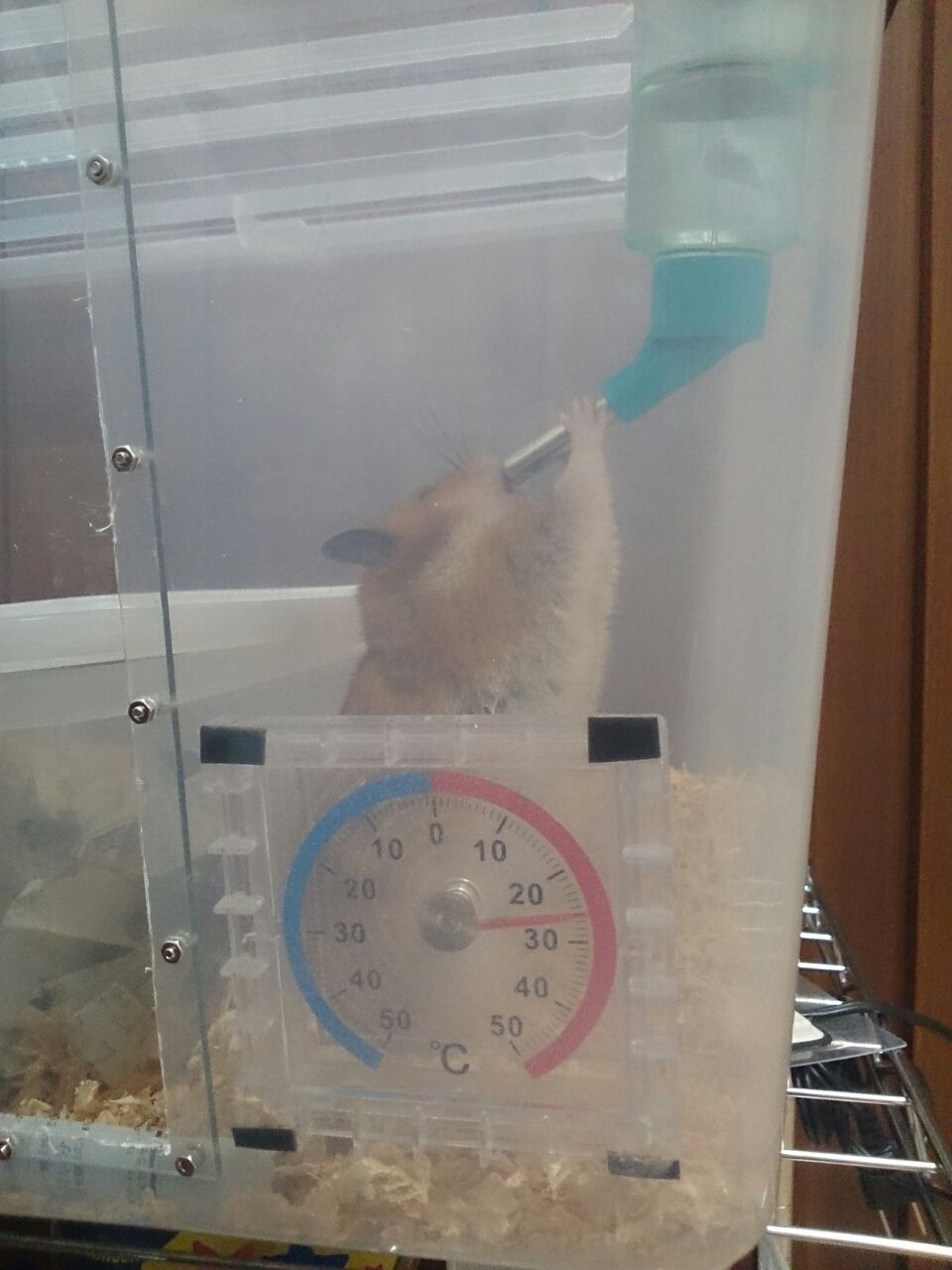 ハムスターチップさん 家をずらす チップの部屋