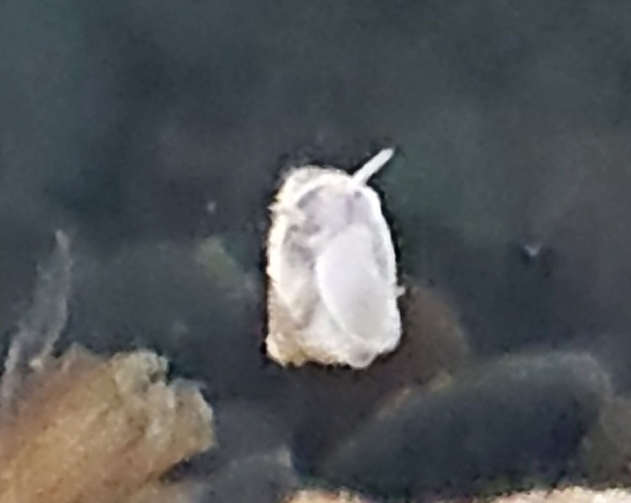 ミヨキコトノハナ タニシの赤ちゃん