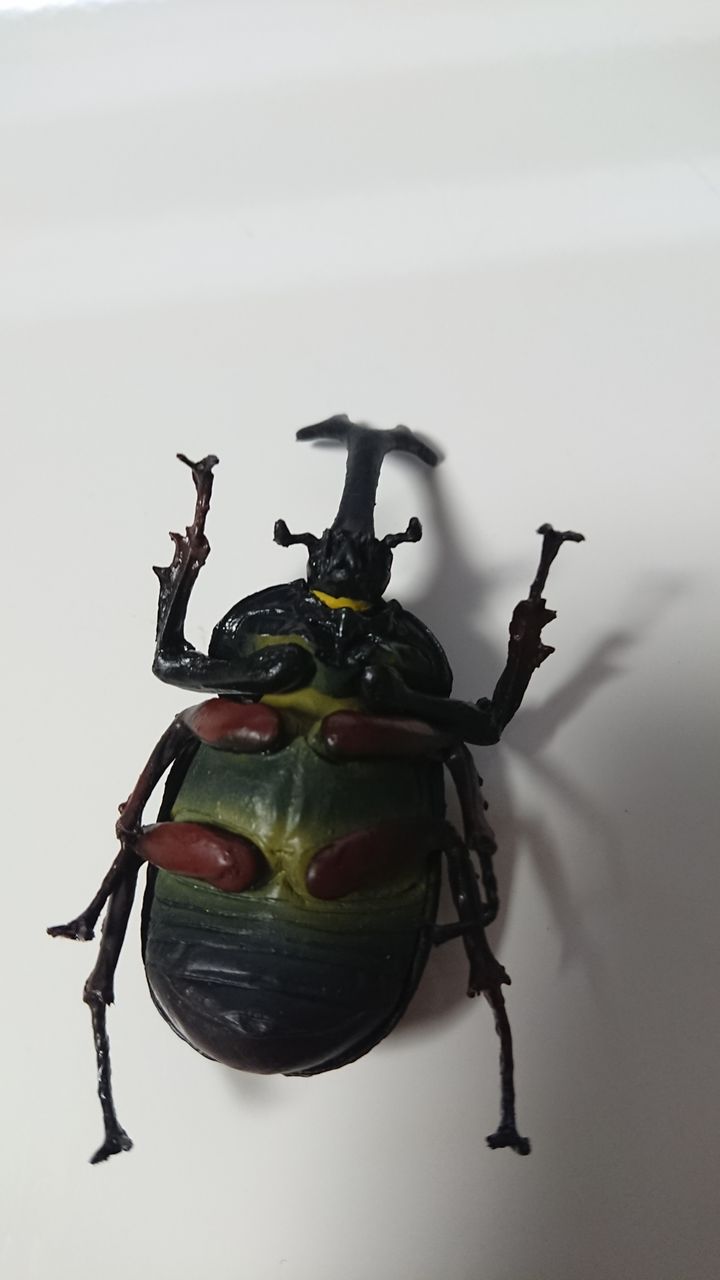 食玩 カブトムシ ムームー