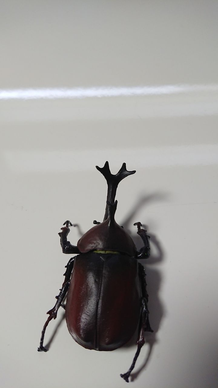 食玩 カブトムシ ムームー