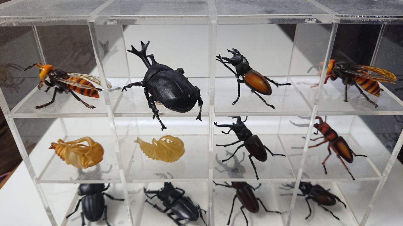 食玩 カブトムシ ムームー