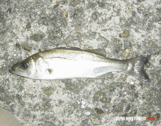 メバル開幕 行ってきました泉南メバリング Super Bora Powers