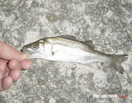 メバル開幕 行ってきました泉南メバリング Super Bora Powers