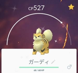 【ポケモンGO】カントーイベントでガーディの湧きがどれくらい変わるか…色違いガーディ欲しい！