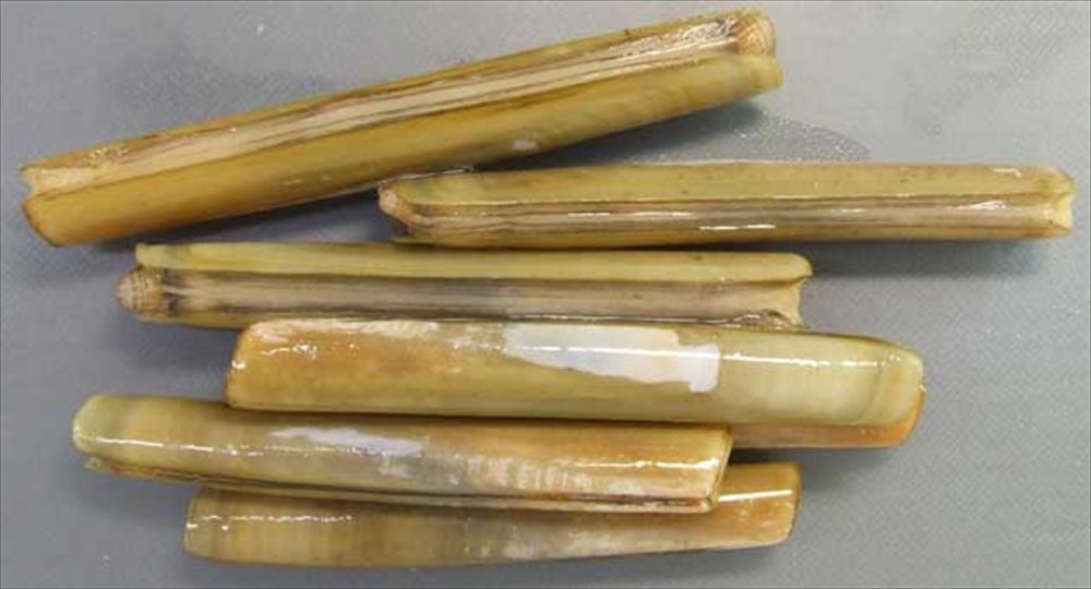 貝の話 岩国市の美容院 Hair Make Place