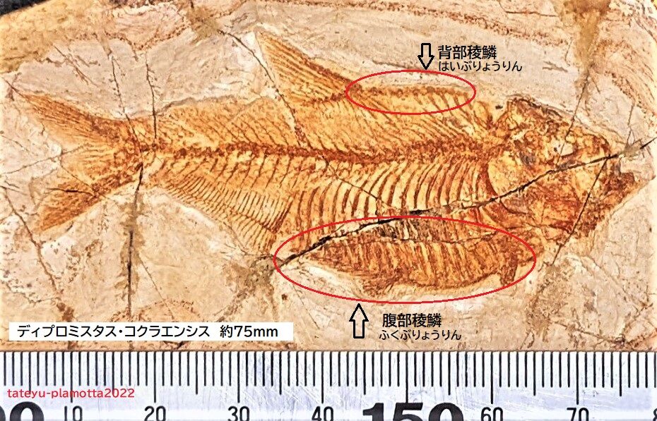 ディプロミスタスの化石 古代魚の化石 約6.5センチ×5センチ ディプロミスタスの化石 古代魚の化石 約6.5センチ×5センチ