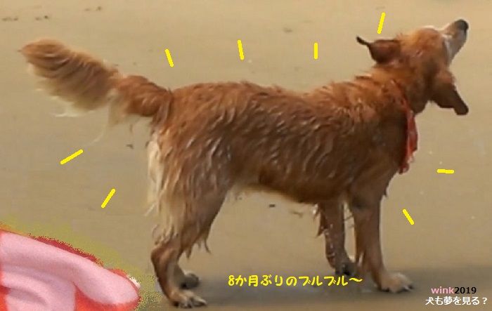 おやすみウィンク 犬も夢を見る ぷらもった1960年代国産プラモレポート 第1 おやすみウィンク 犬も夢を見る ぷらもった1960年代国産プラモレポート 第1