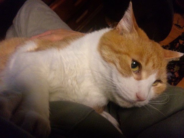 膝の上に寝る猫 みきやの日記 膝の上に寝る猫 みきやの日記