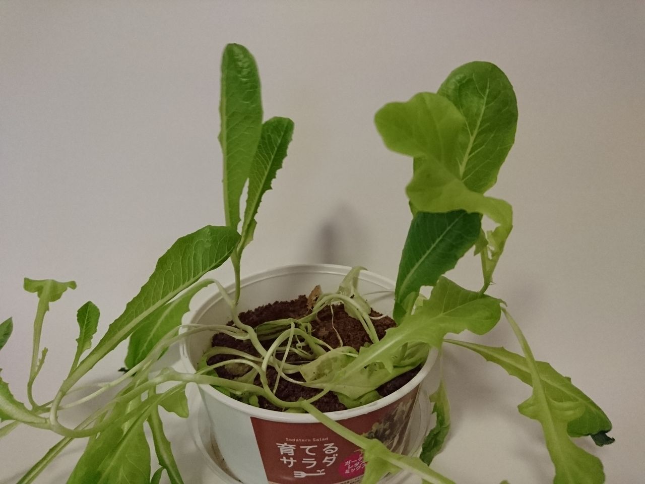 育てるサラダ ガーデンレタスミックスの惨状 だいたい 途中で枯らす By ぷらんびい 育てるサラダ ガーデンレタスミックスの惨状 だいたい 途中で枯らす By ぷらんびい