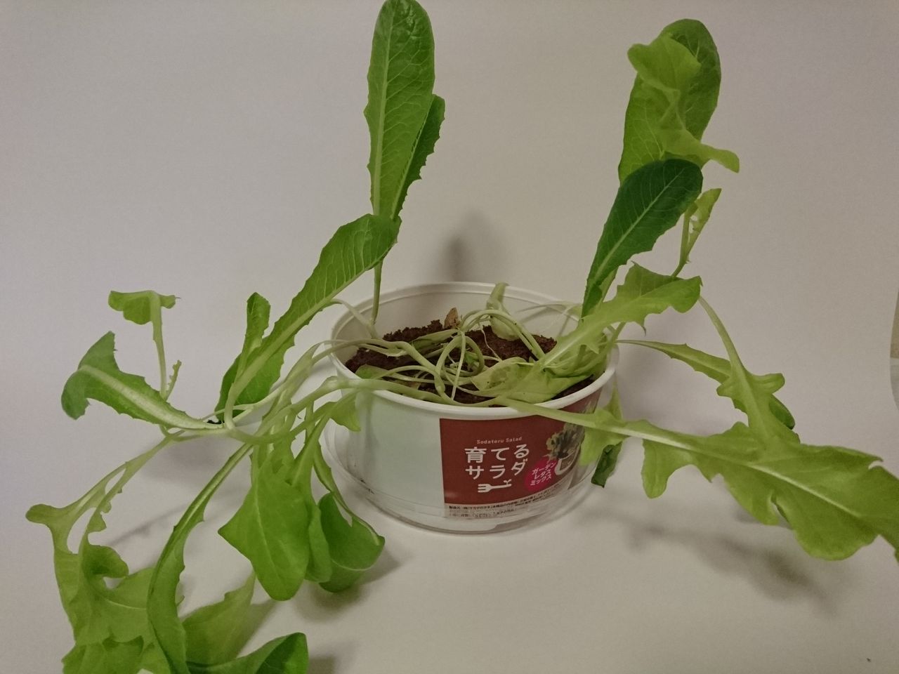 育てるサラダ ガーデンレタスミックスの惨状 だいたい 途中で枯らす By ぷらんびい