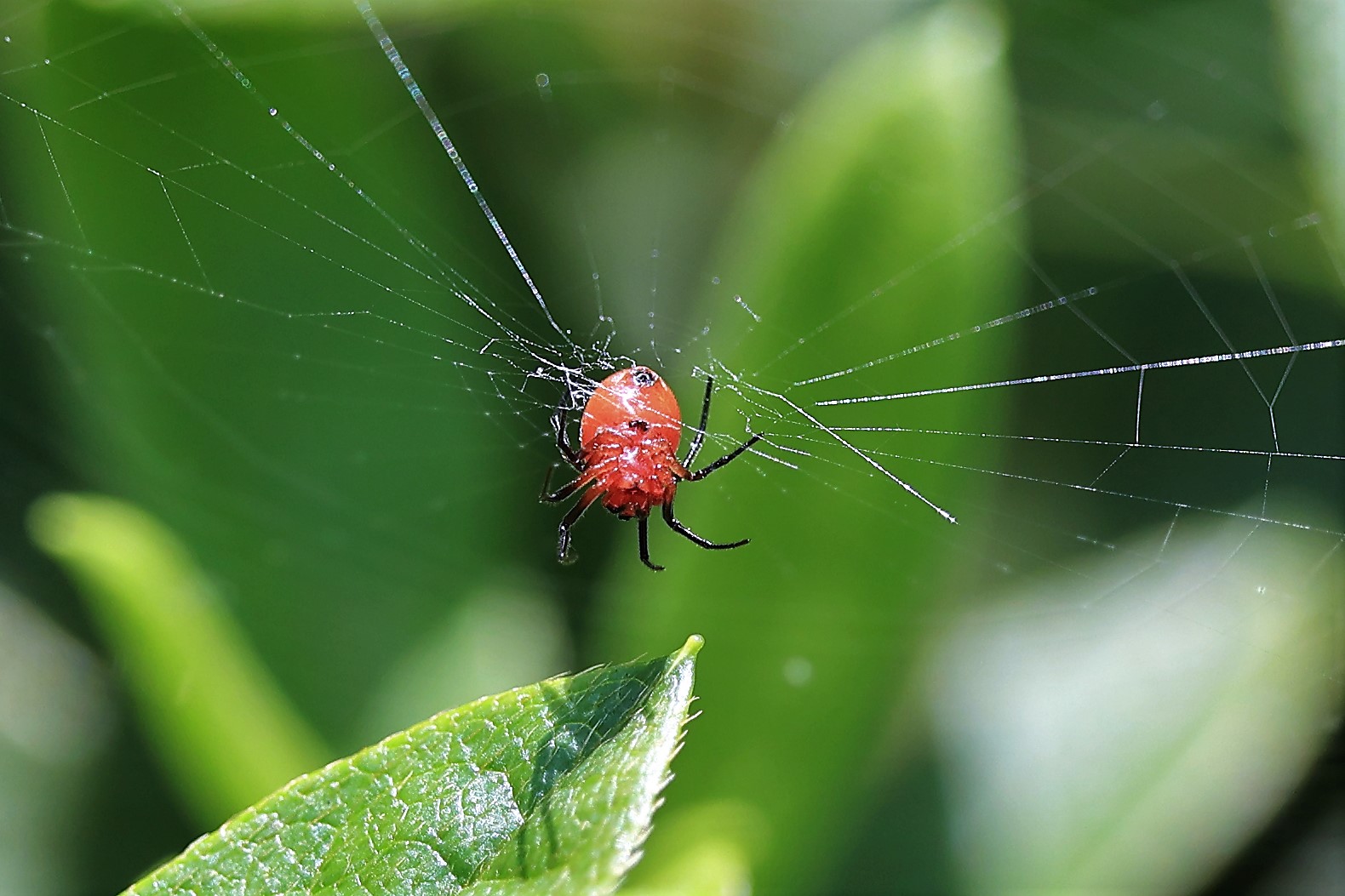 1343 ヒメアカタテハ ウズラカメムシ ツトガ 赤いクモ アメリカピンクノメイガ トウキョウヒメハンミョウ 旅客機と周辺生物の写真