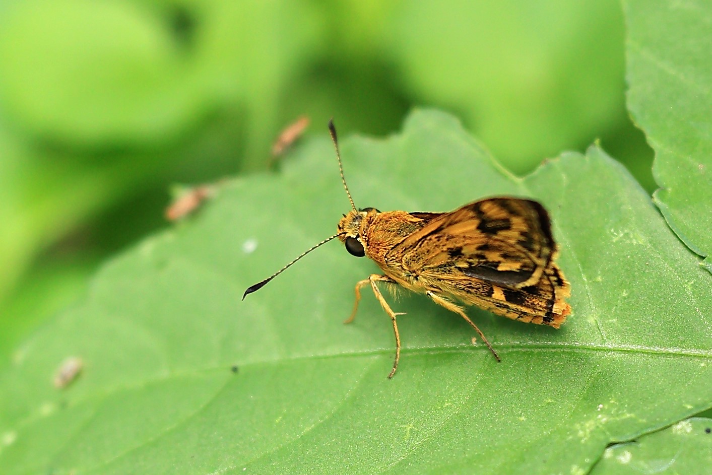 1362 カメムシの卵 オオホシカメムシ マルカメムシ キマダラセセリ ミドリグンバイウンカ 旅客機と周辺生物の写真