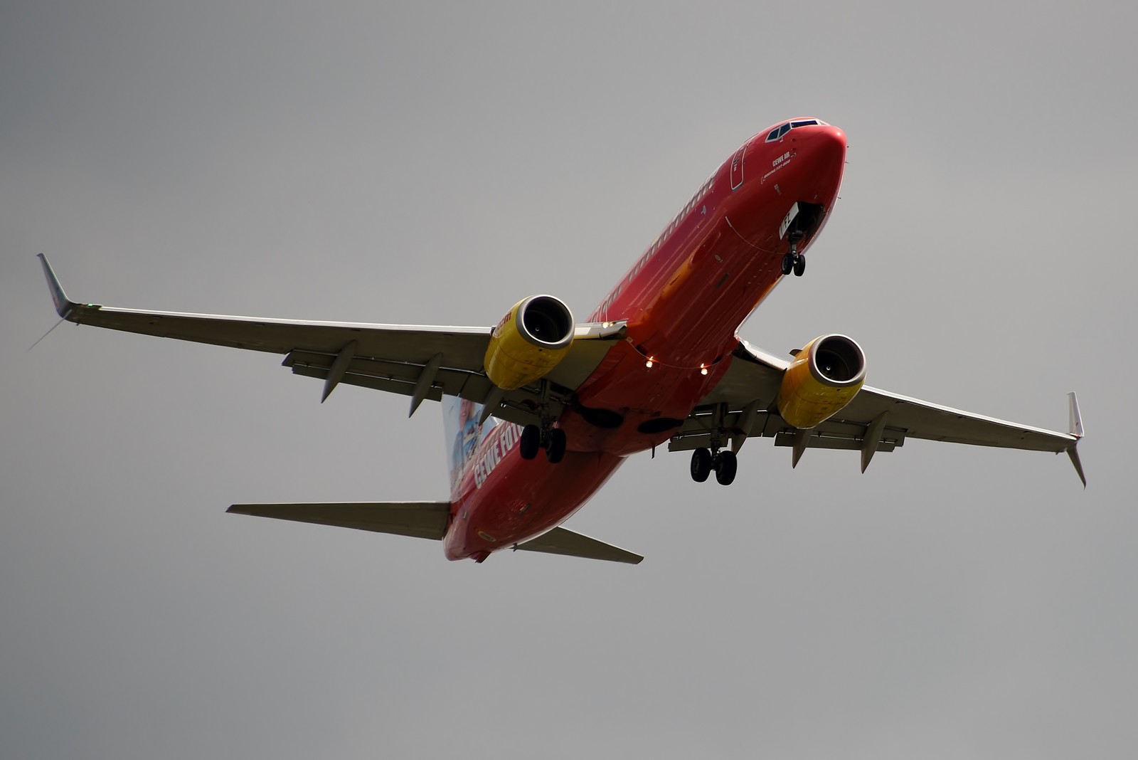 No 136 菜の花畑上空のボーイング737 800 旅客機と周辺生物の写真 No 136 菜の花畑上空のボーイング737 800 旅客機と周辺生物の写真