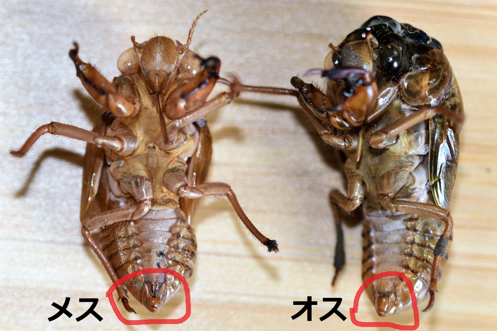 456 アブラゼミの羽化 その2 オスメスの見分け方 旅客機と周辺生物の写真