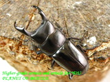dm01082020