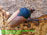 blue3719march