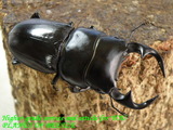 dc62