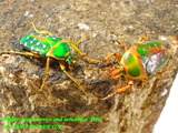 sgpair1