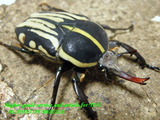 dschang55