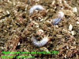 bluebrownlarva04072020F1