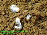 psf1larva