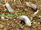 bluexbrownlarva11aug2020