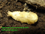 pe-pupa