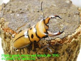 hm46a-