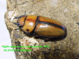 pab220
