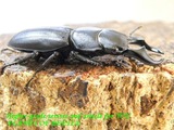 Dorcus tianlongi40-25may22-2