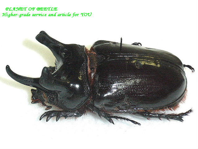 パラグアィ産ケンタウルスミツノサイカブト 63mm 63mm 【公式通販】