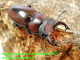 pfb-030820
