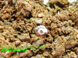 aj-larva02june2019