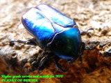 psc-female